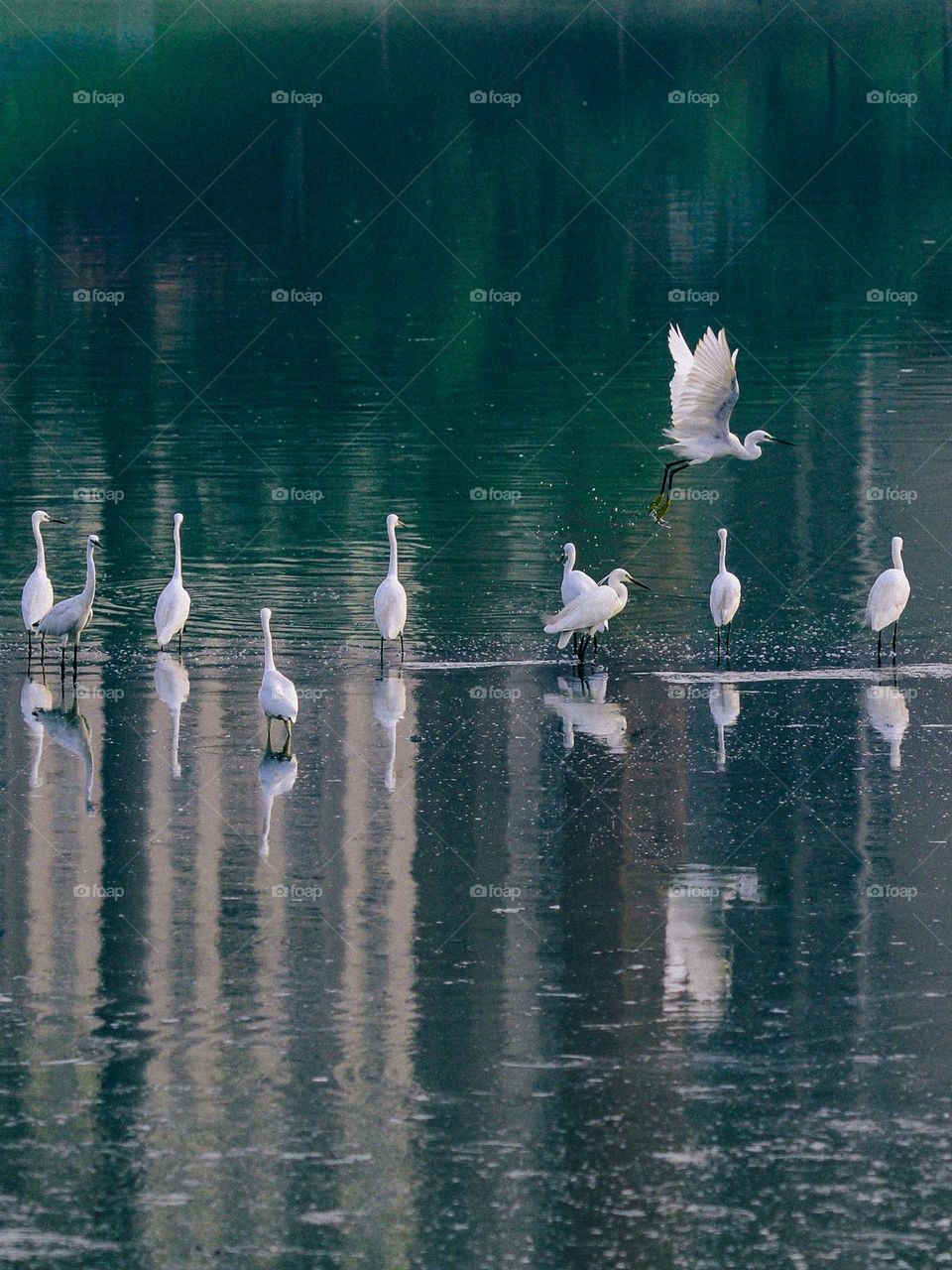 Kuala Lumpur Metropolitan Lake Egrets 