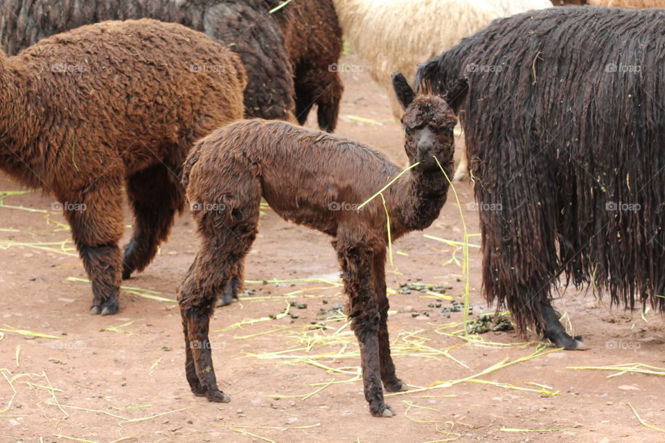 Young alpaca eating grass