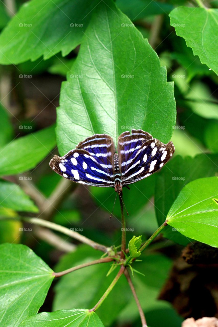 Butterfly Myscelia cyaniris
