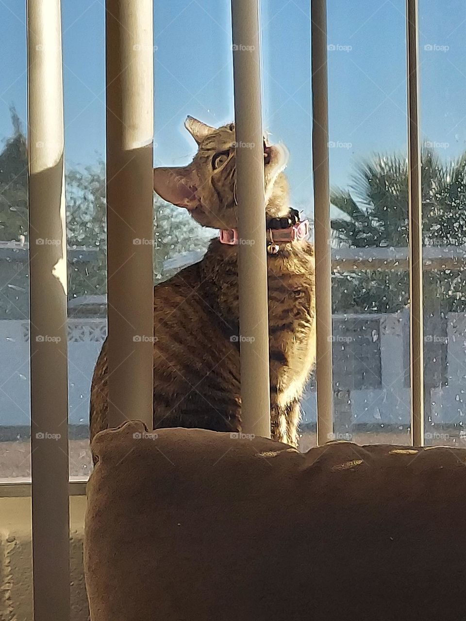 biting the blinds