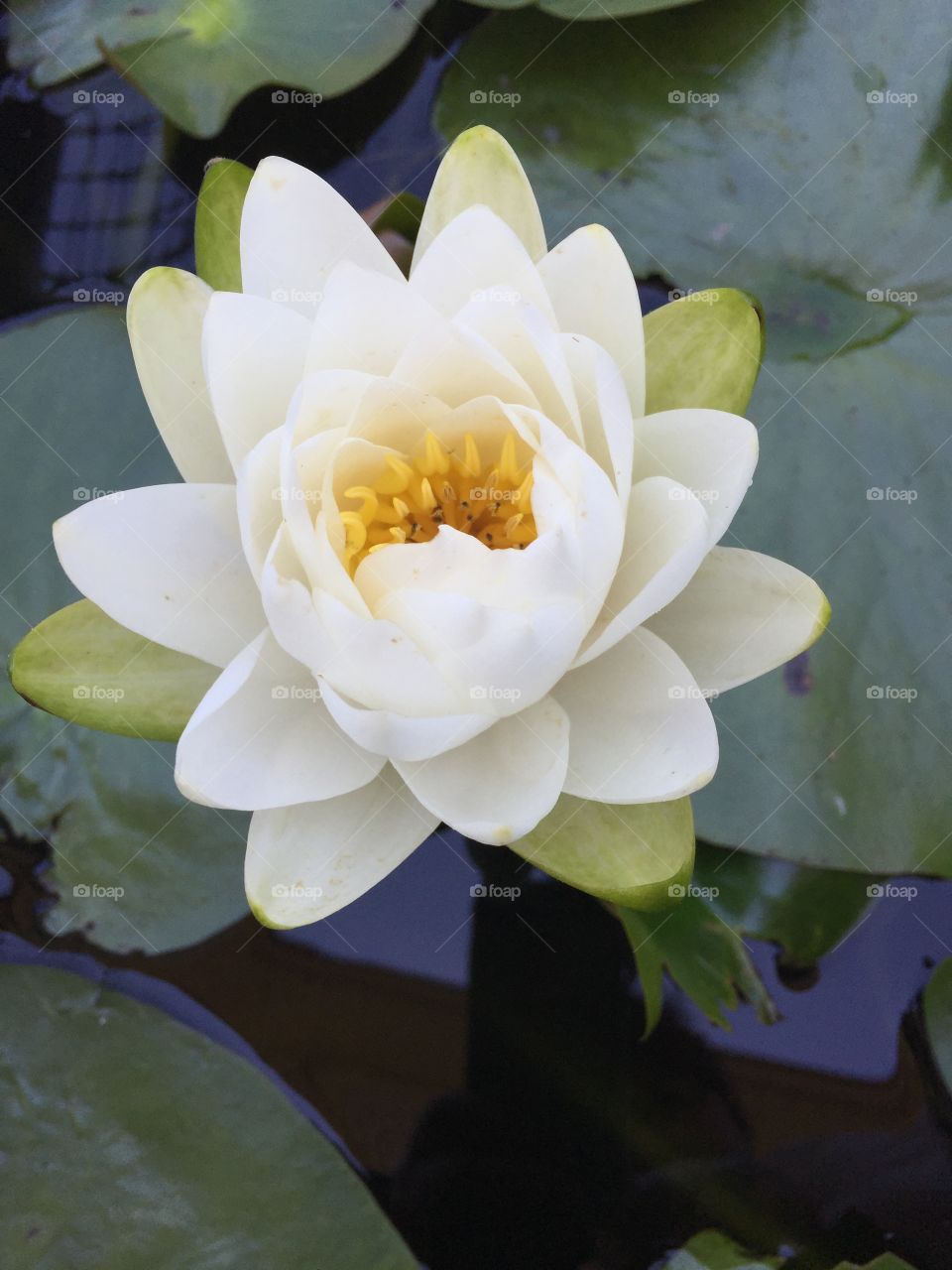 Water lily 
