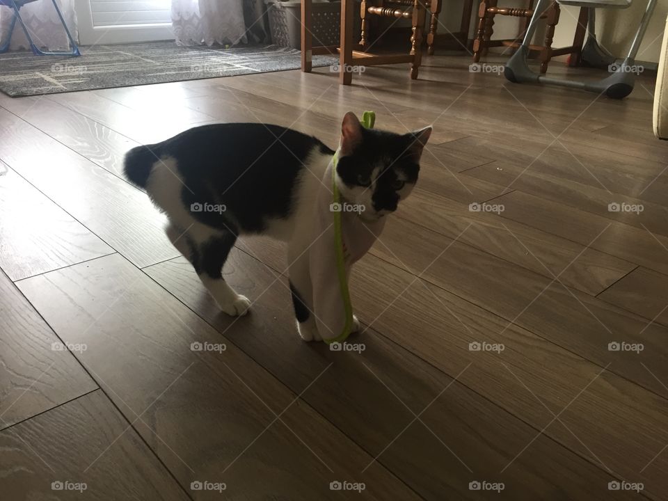 He is beautifull my little cat 