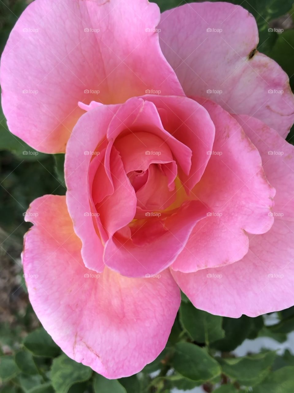 Pink rose