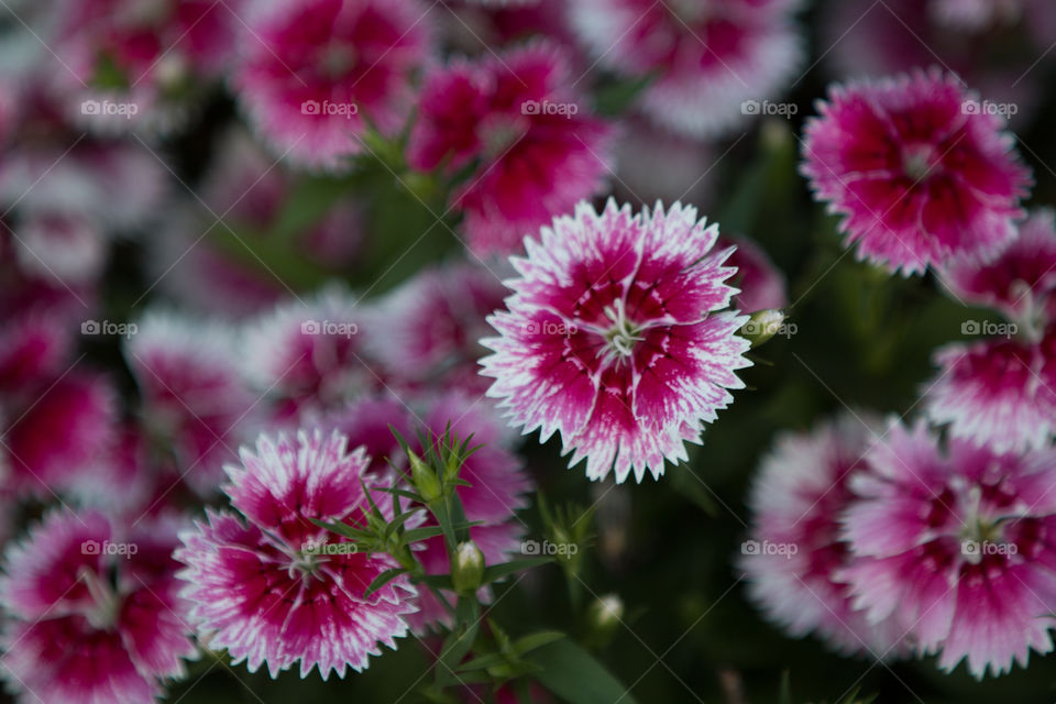 Flower, Nature, Flora, Floral, Garden