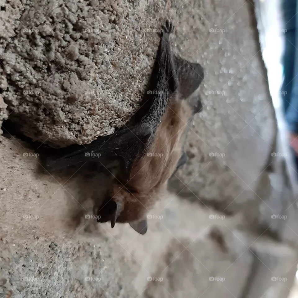 Bat