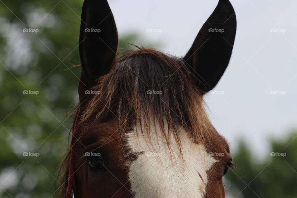 Clydesdale ears