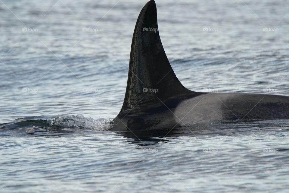 Killer whale swimming in water