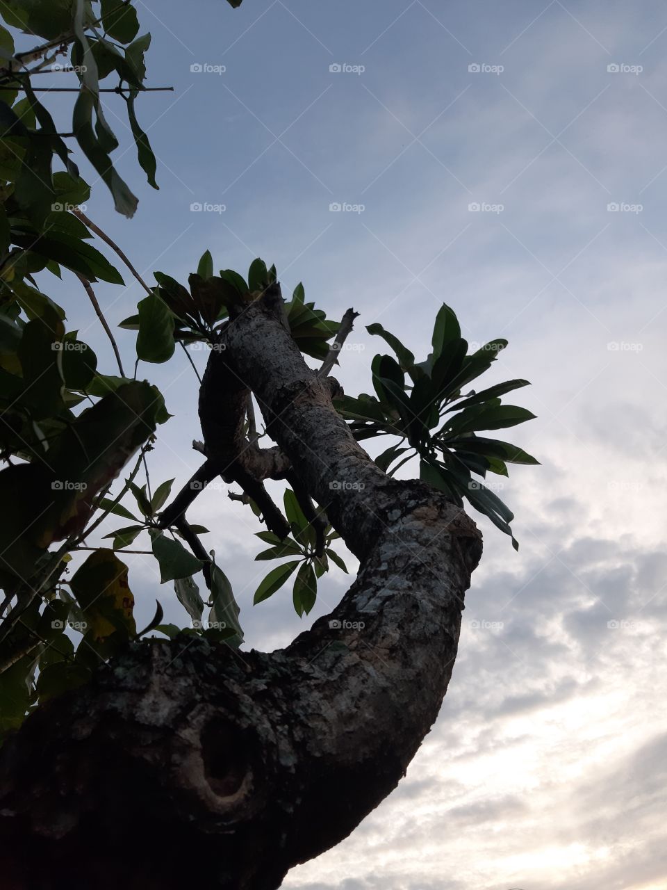 A tree under the sky in the morning seen from the bottom view