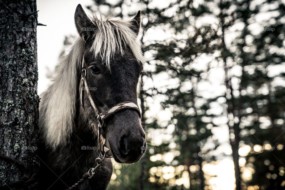 Norwegian Foal