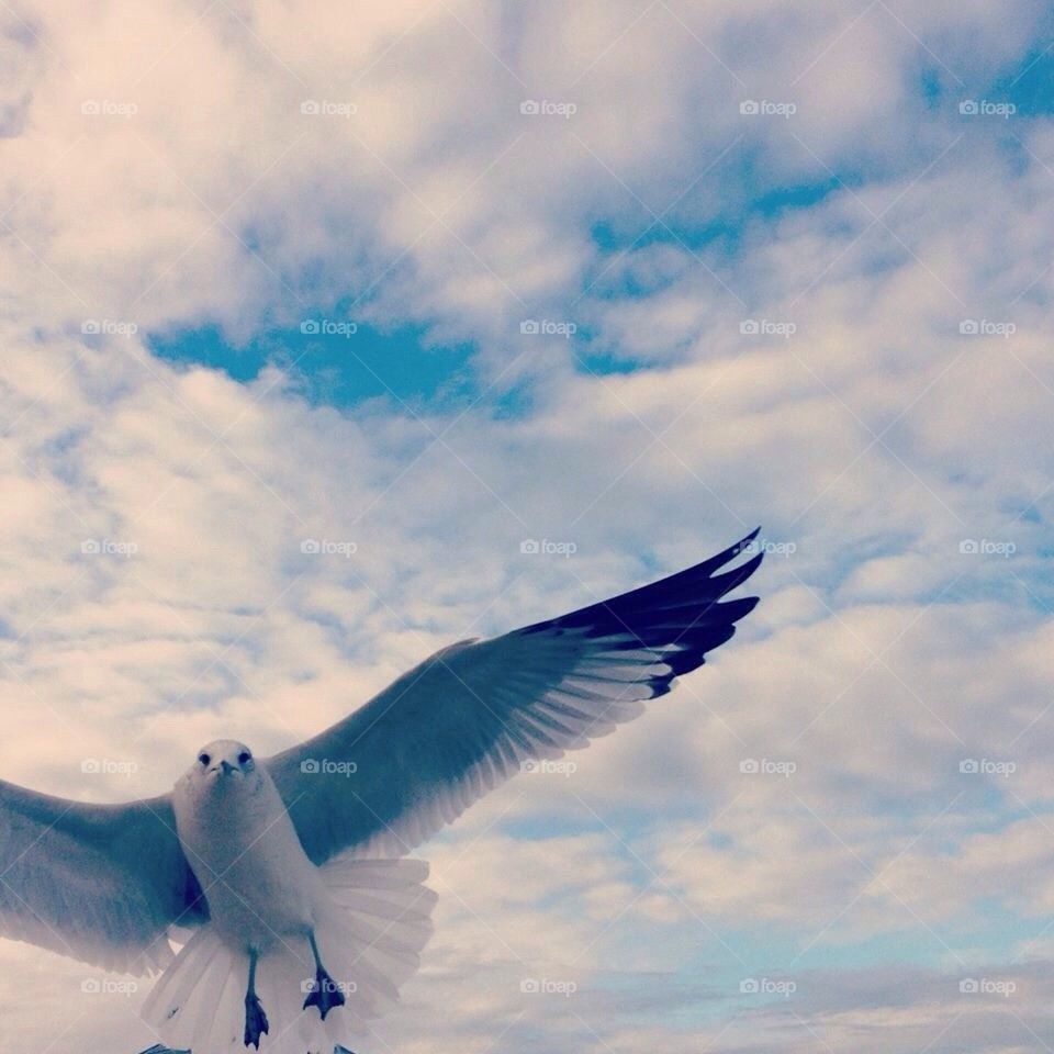 Floridian Seagulls