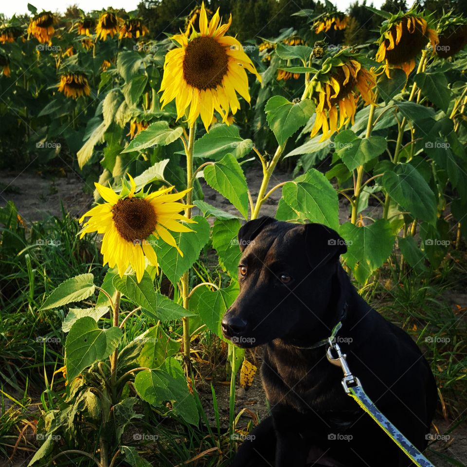 Cali in Sunflower Field
