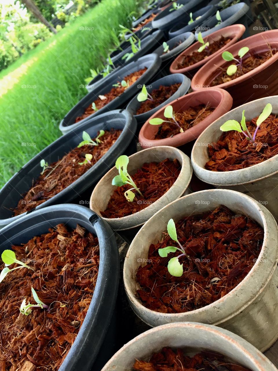 It is a pechay seedlings planted in a coconut peat as a natural and organic fertilizer and it’s known for snow cabbage in English where planted at home for family’s consumption. 