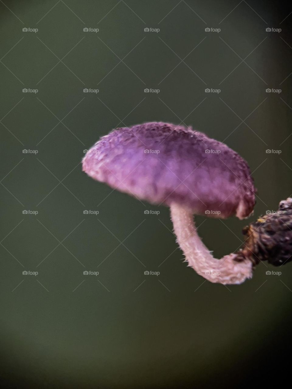 Close up view of a tiny wild mushroom on an old tree bark