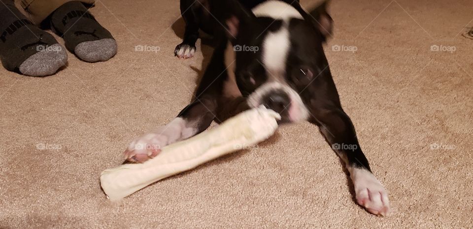my bone