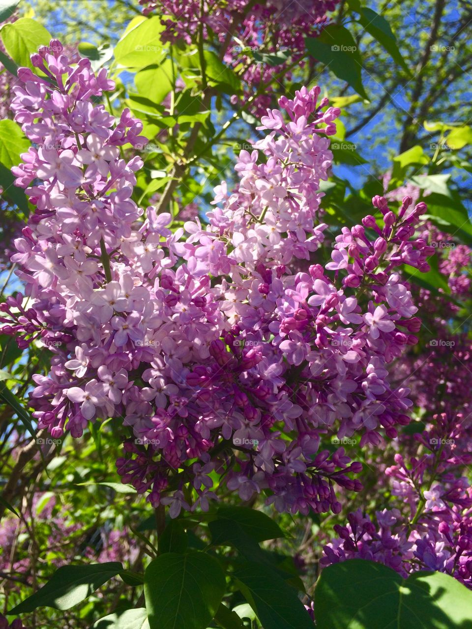 Flowers Lilac 
