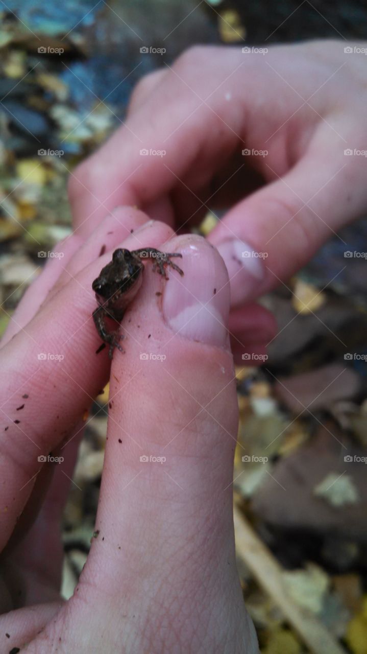 Froggin'. A little frog in a Montana stream.