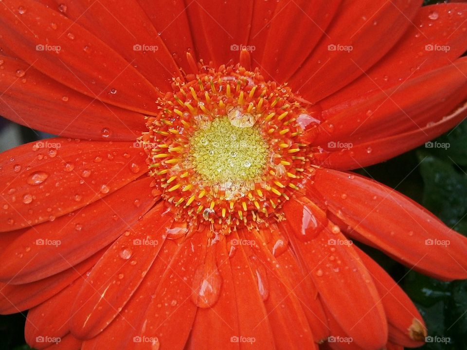 flower drops