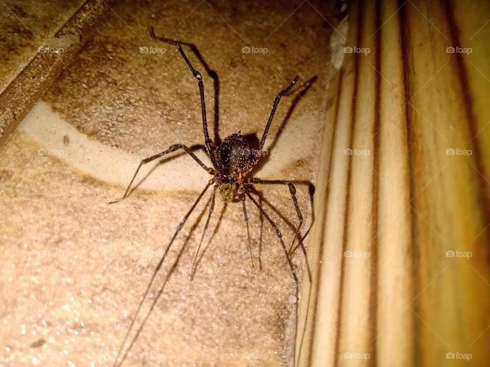 Os opiliões são um grupo de aracnídeos da Ordem Opiliones, contando com mais de 6000 espécies descritas em todo o mundo. ... São o terceiro grupo mais numeroso da classe Arachnida, atrás apenas de escorpiões e aranhas.