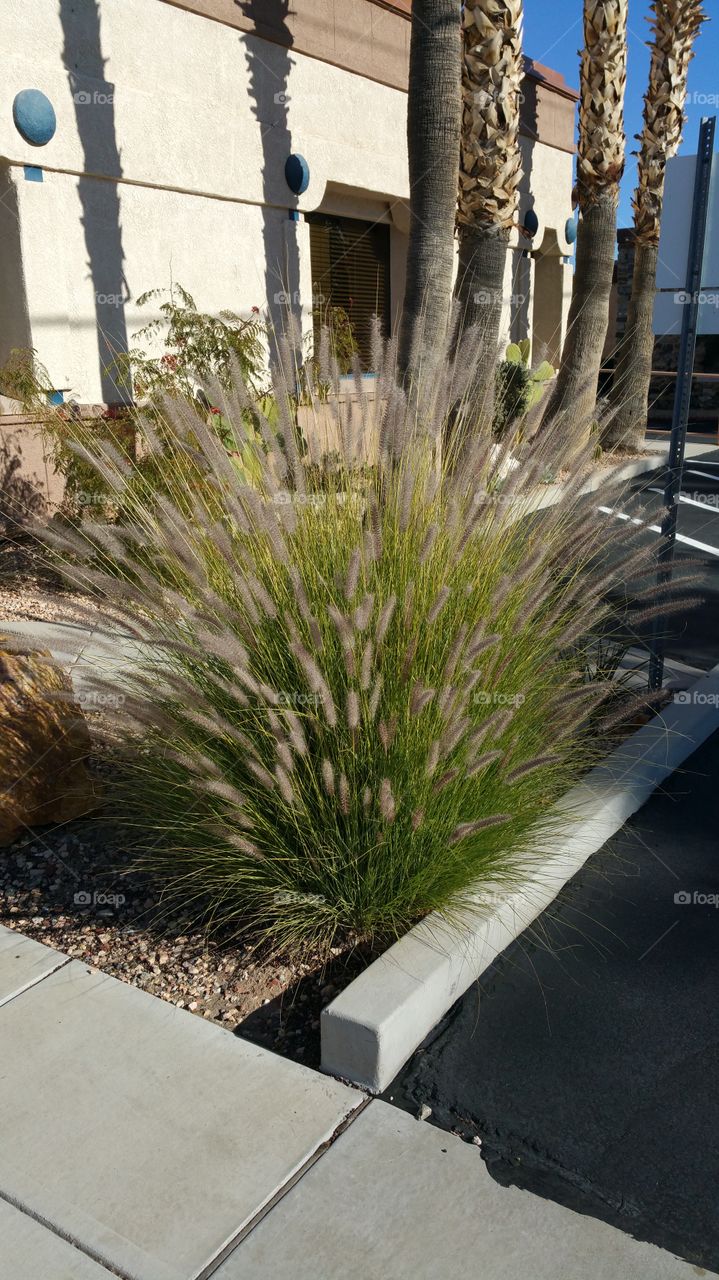 Desert Landscaping Uses Less Water, If Done Right, Looks Great