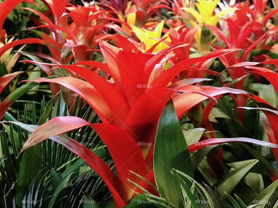 Vivid Bromeliads 