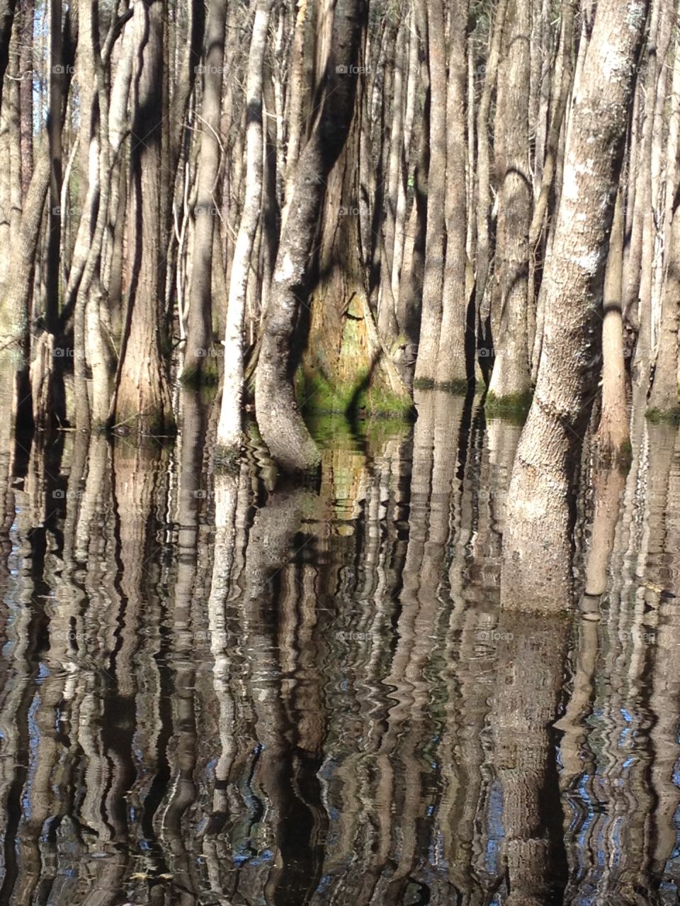 Forest reflected