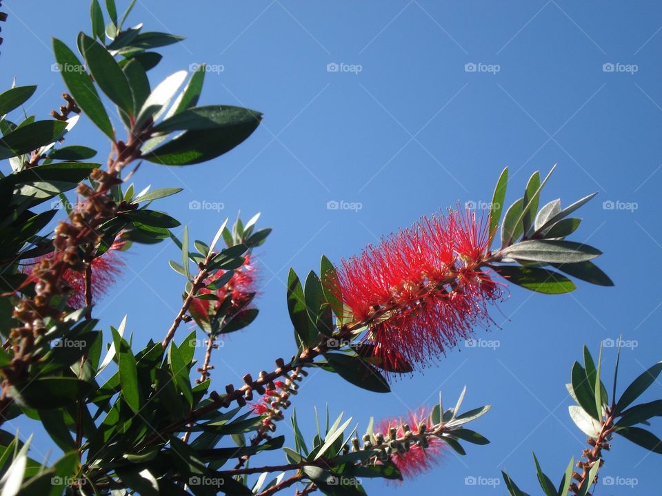 Bottlebrush red