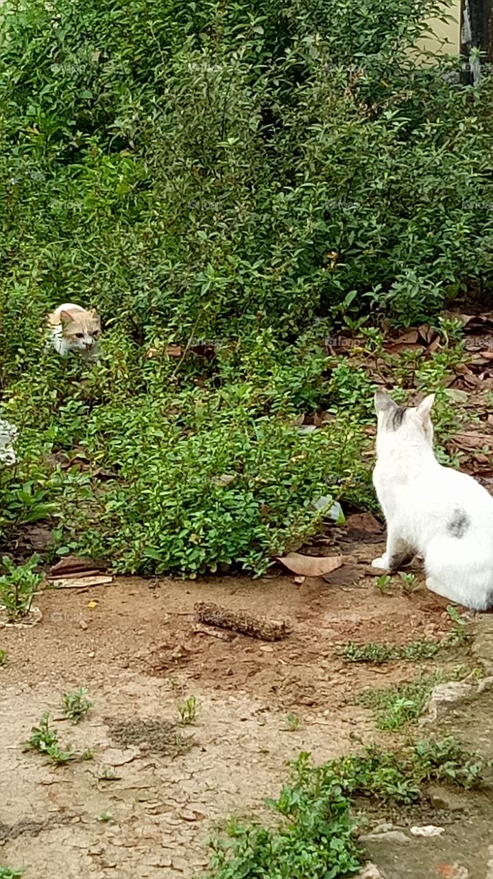 Fluffly cats