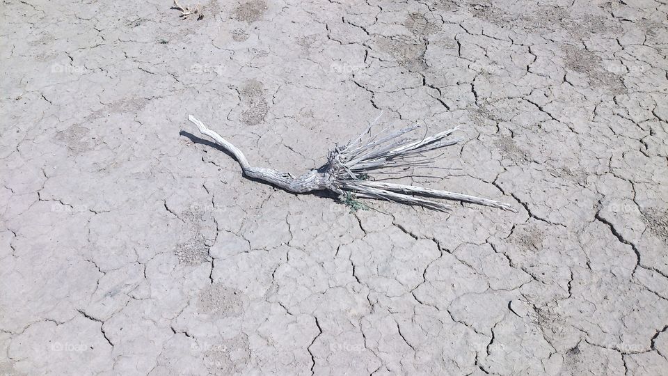 Twig on arid soil