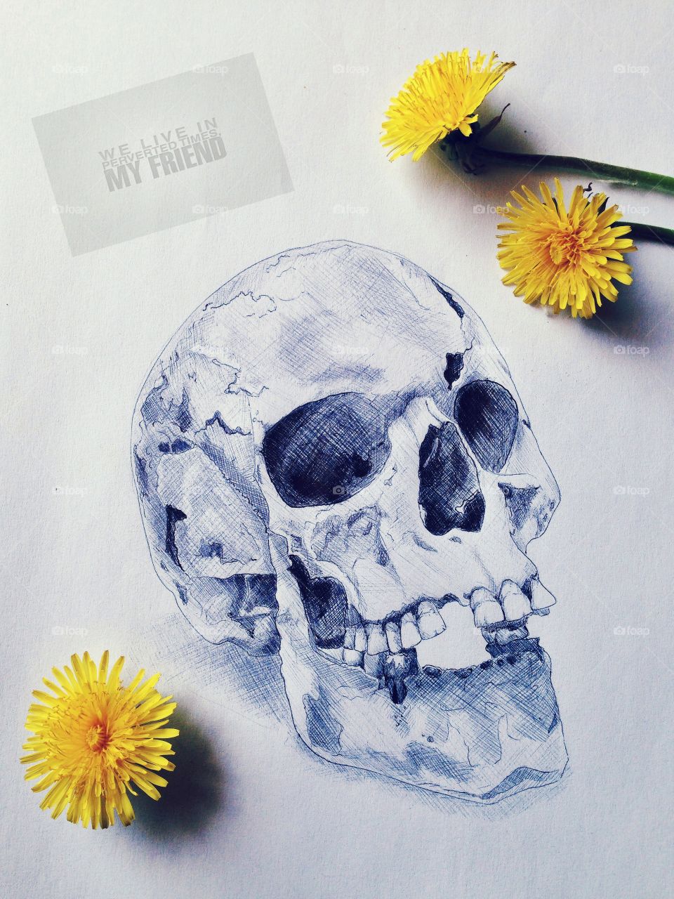 Skull and yellow flowers . Sketch 