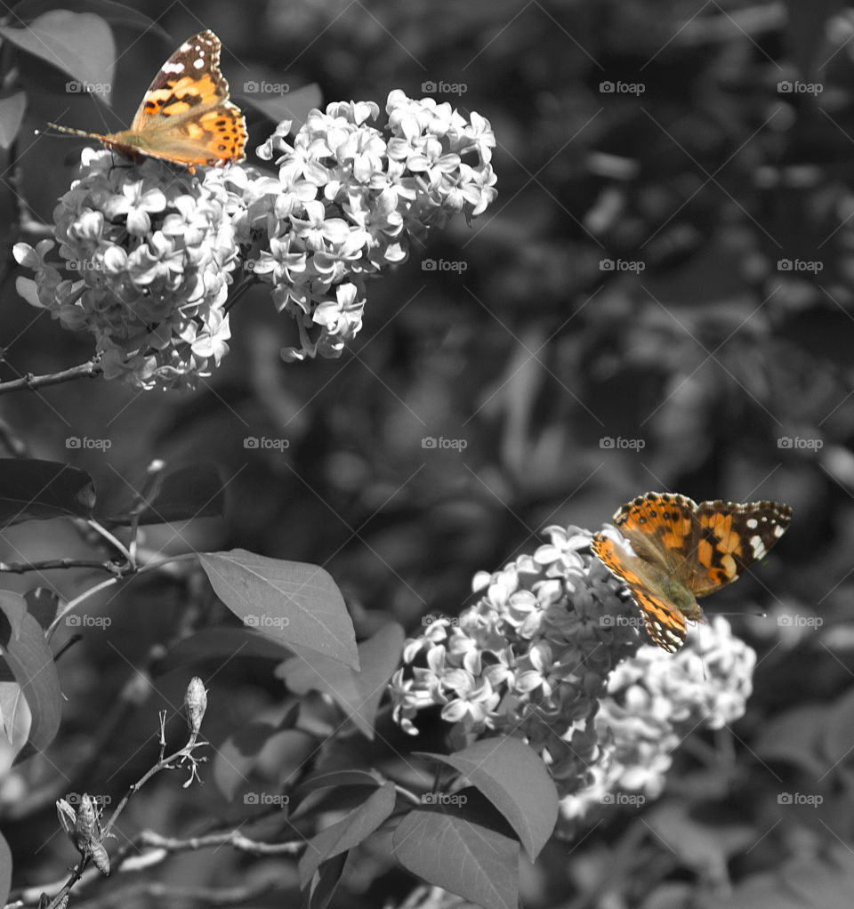 Butterflies on Lilac bush