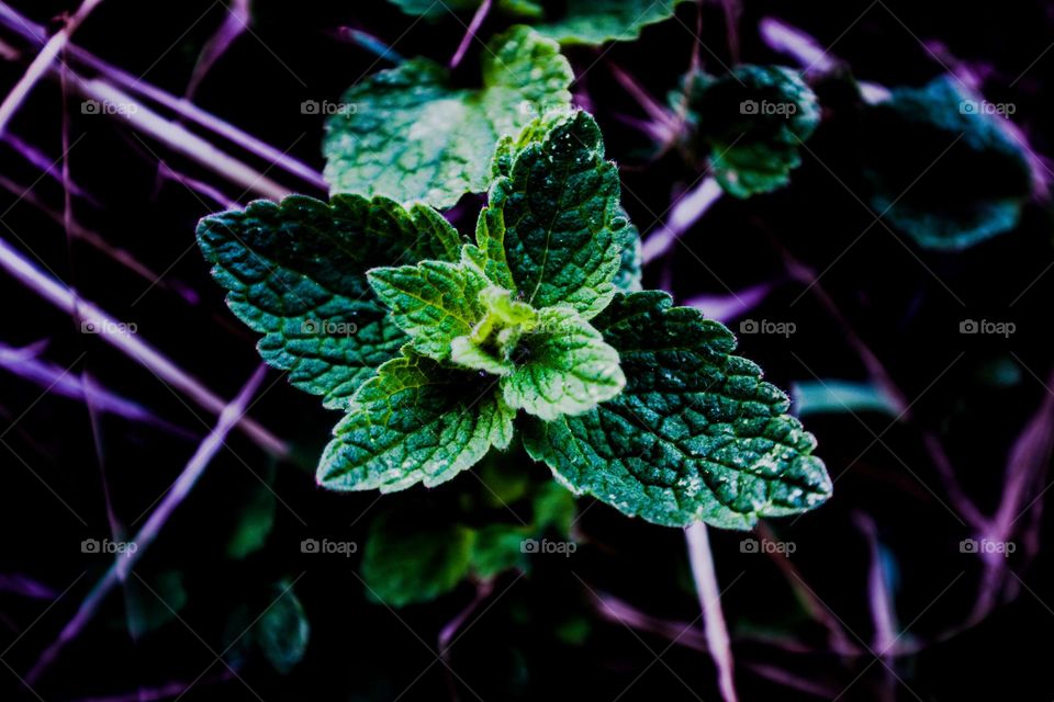 plant with abstract background