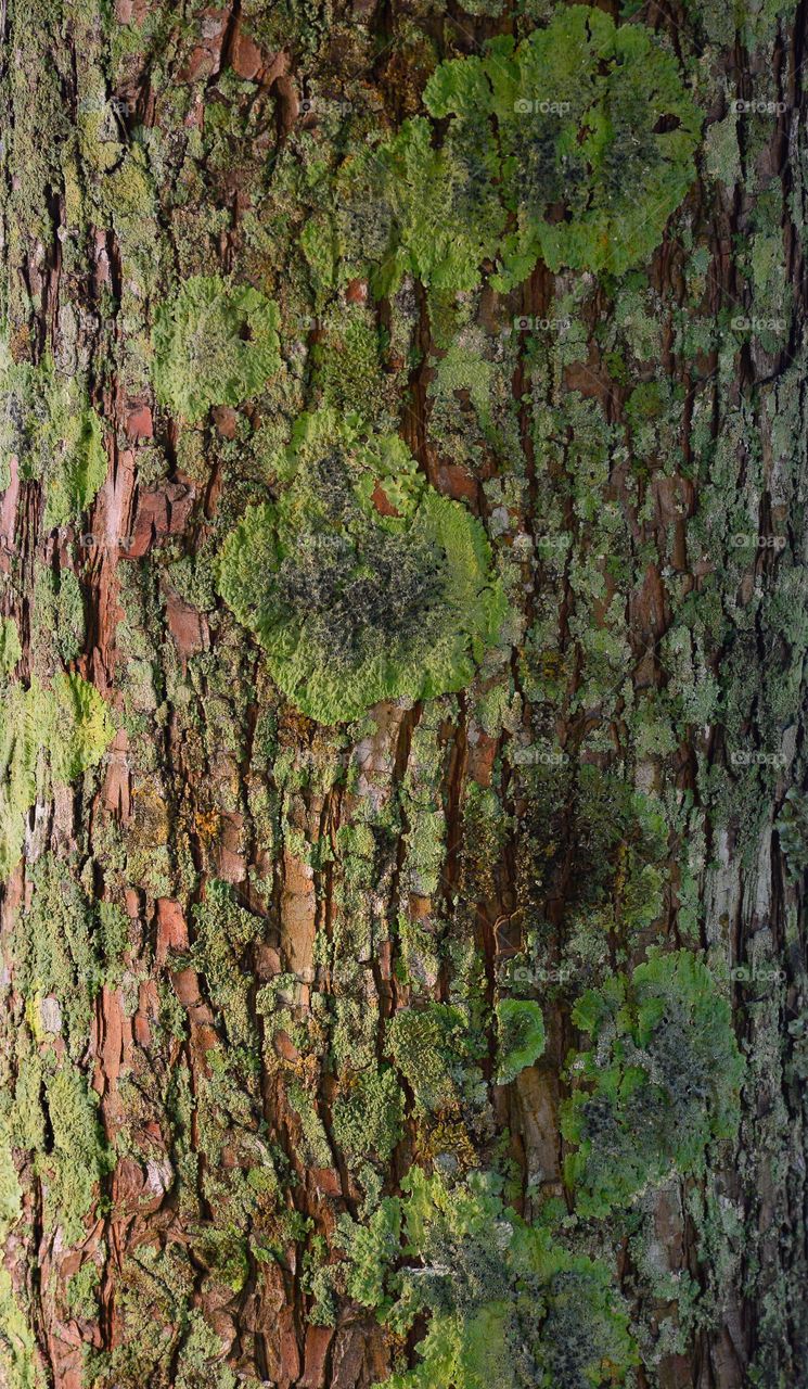 Lichen Pattern on Tree, Mandeville, La.