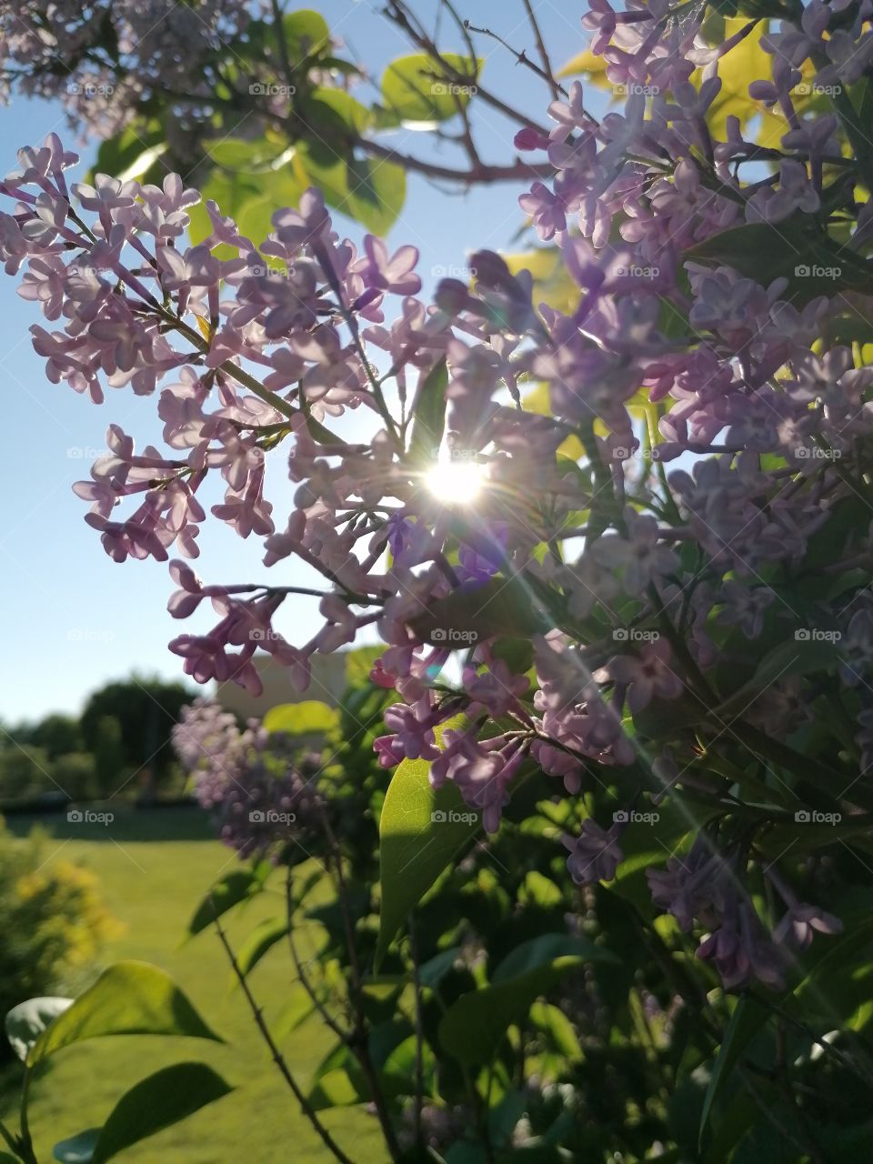 Lilac under the sun