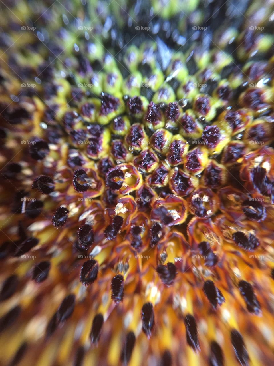 Sunflower blossom seeds