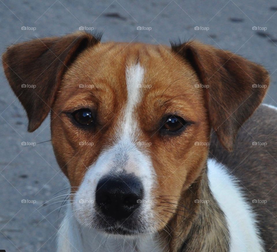 Jack Parson Russel Terrier