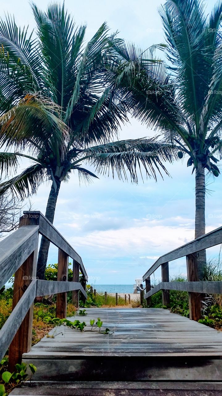 Palms and boardwalk 