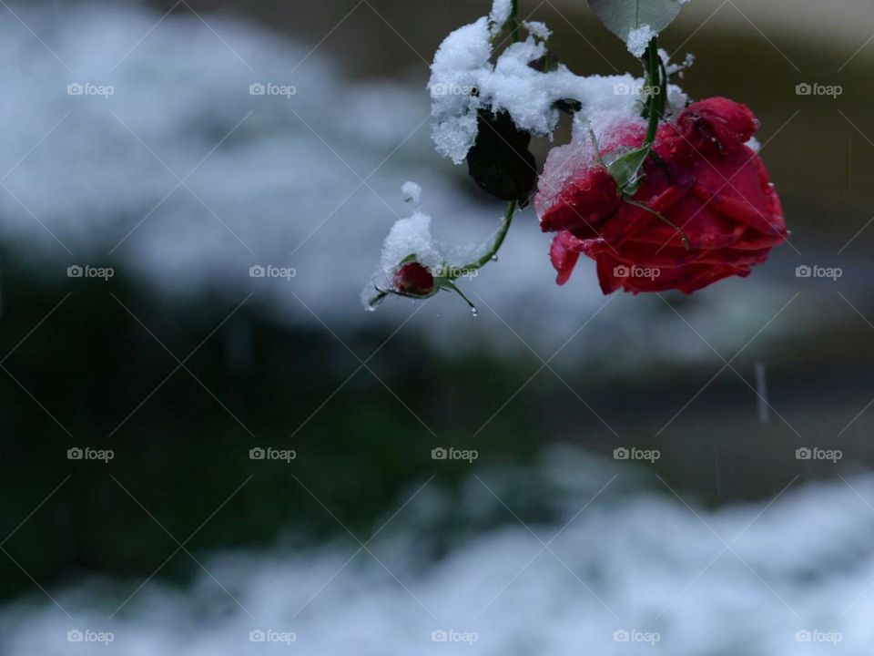 Nice Flower with snow 