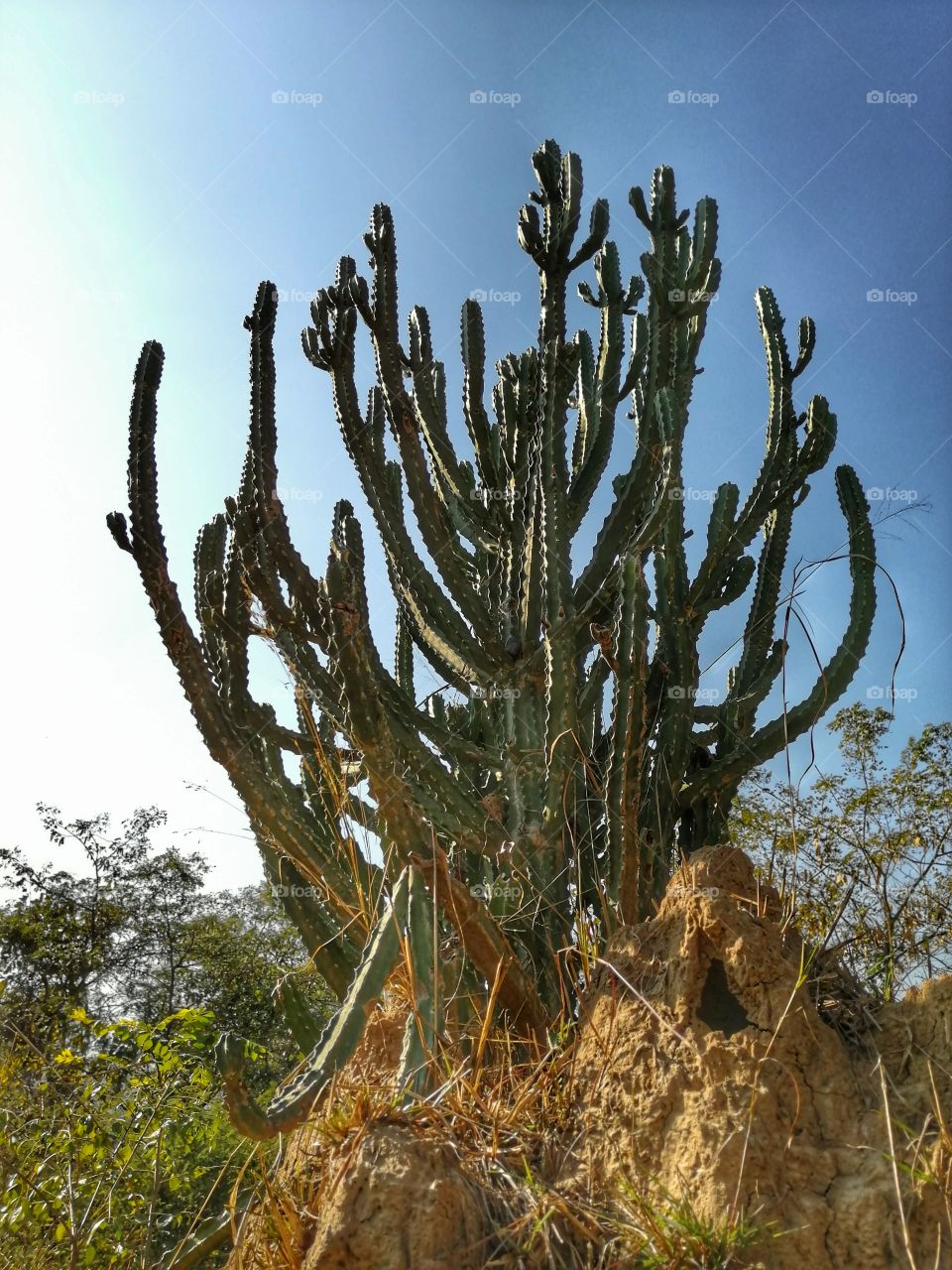 Euphorbia ignes or candelbra plant with sky blue background