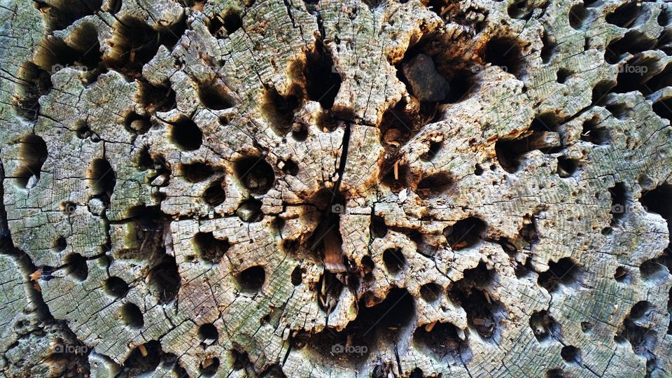 Cross Section of a Downed Tree