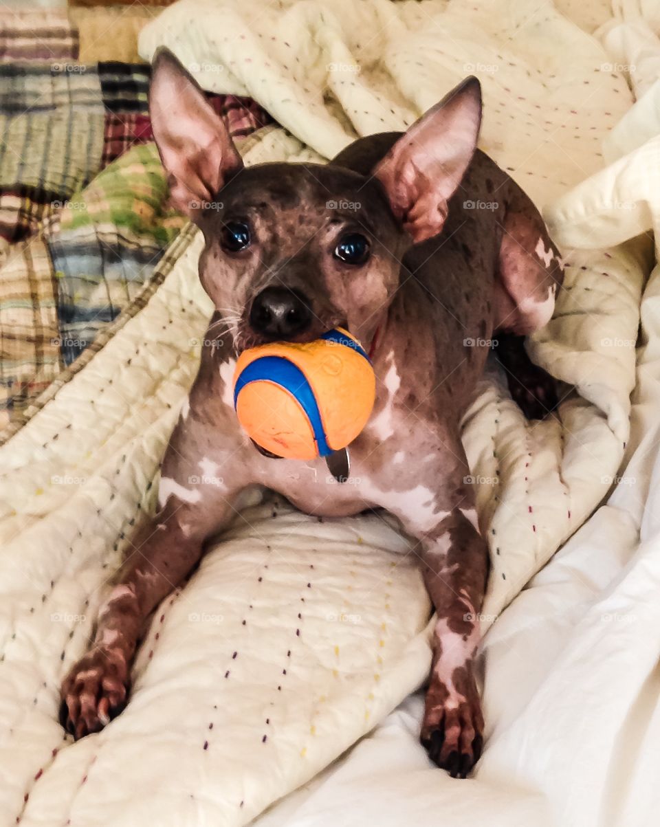 Dog with ball