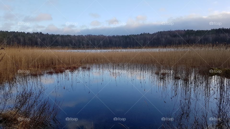 In the reeds in the lake - vass sjö skog 