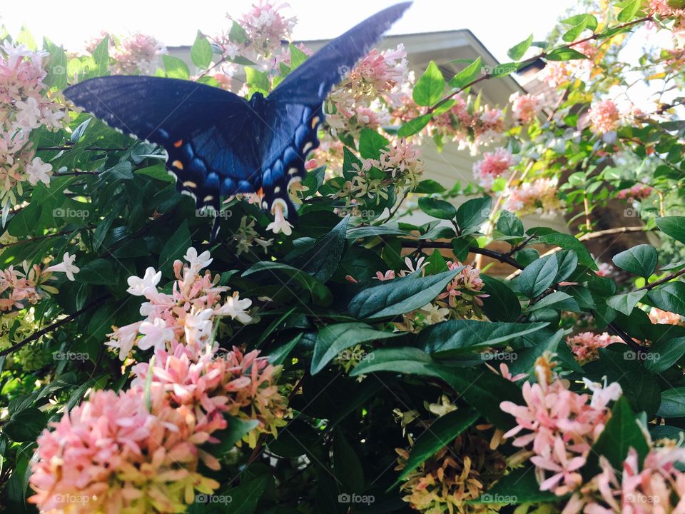 Large black butterfly feeding from flowers.