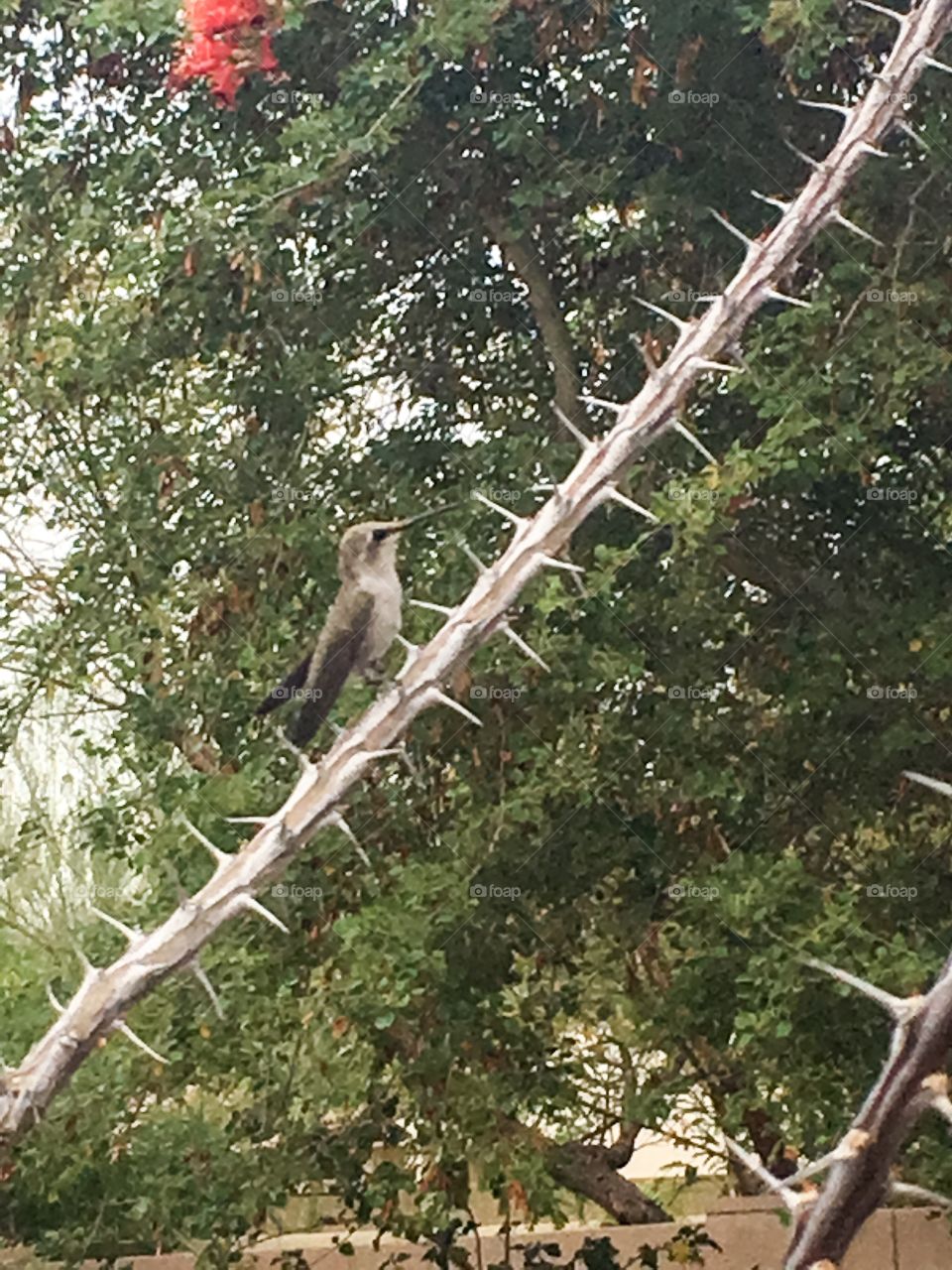 Hummingbird sitting on an ocotillo cactus