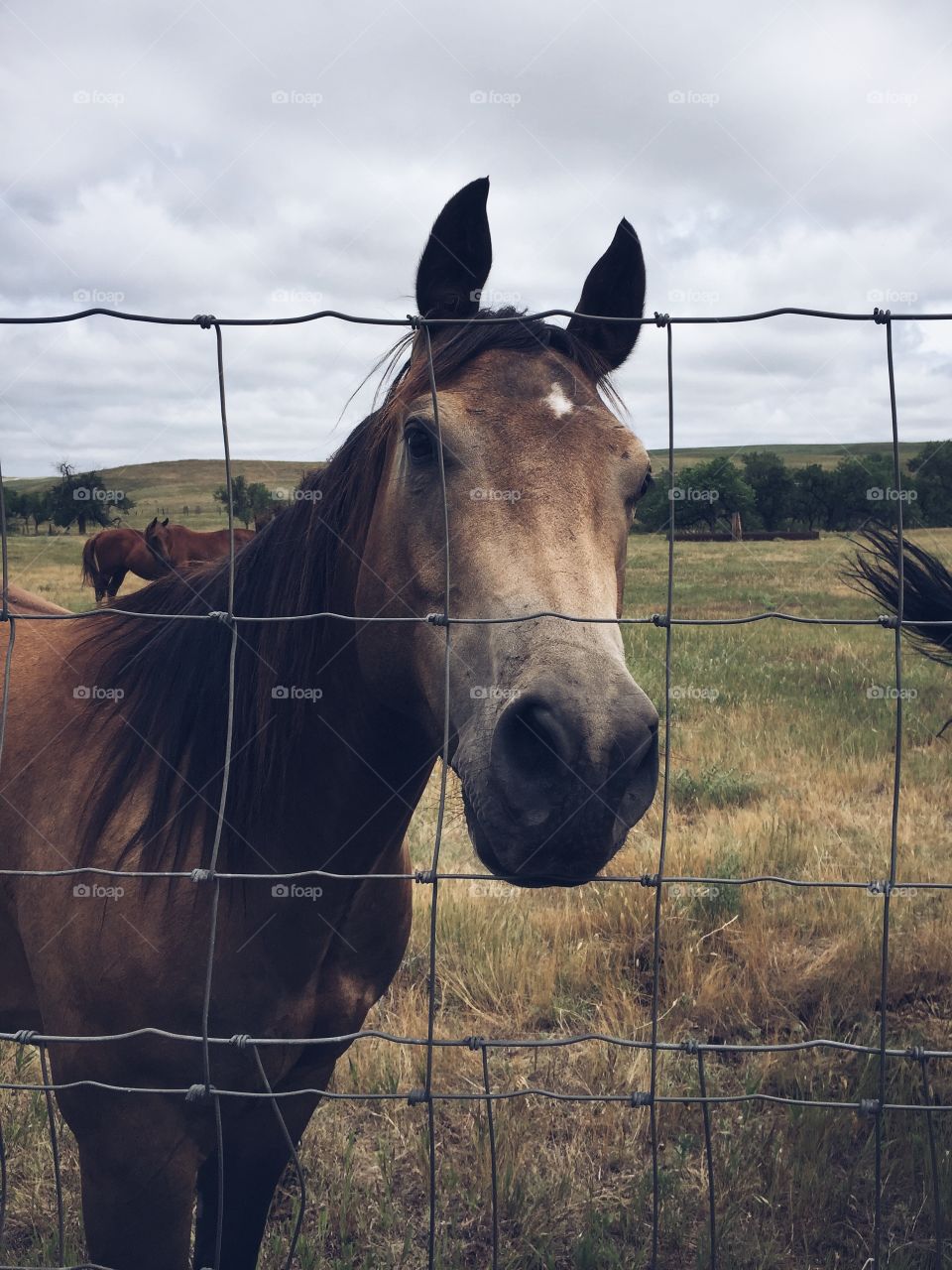 Horse on ranch