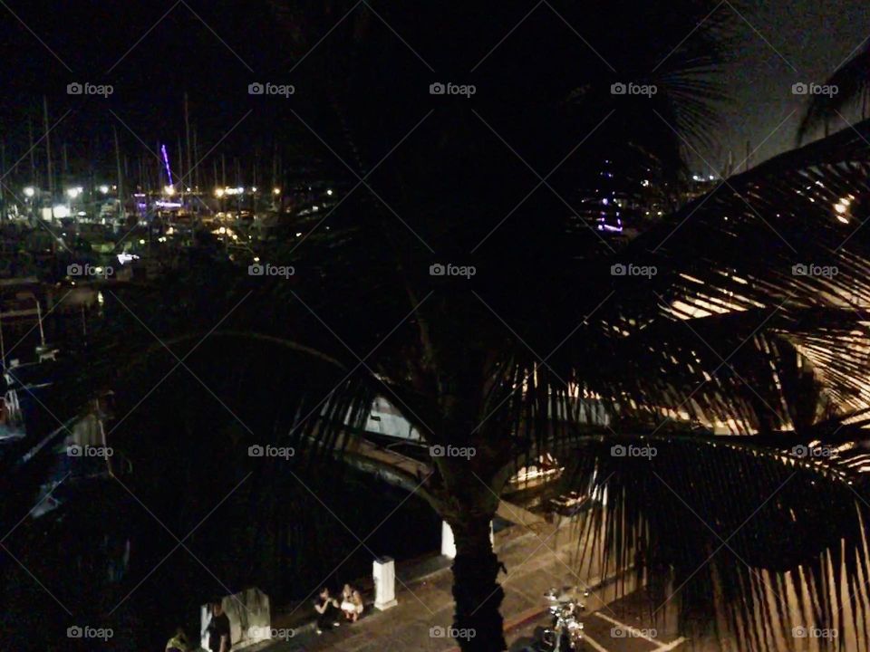 Night view with a palm tree 