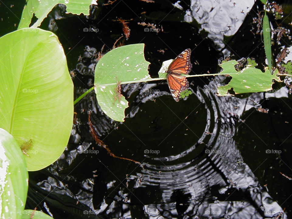 butterfly swamp black water by Ros