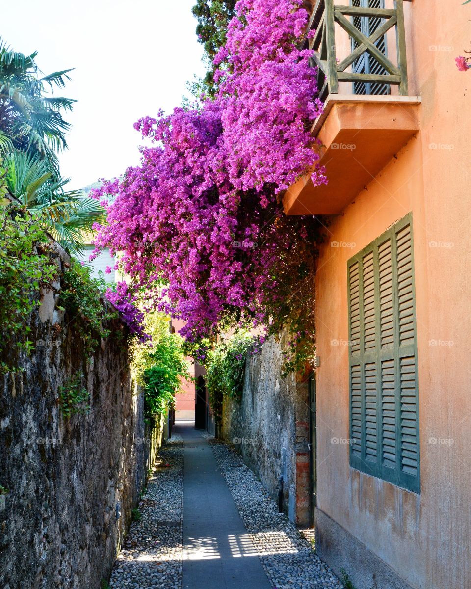 Purple Heaven - Bonassola, La Spezia, Italy.