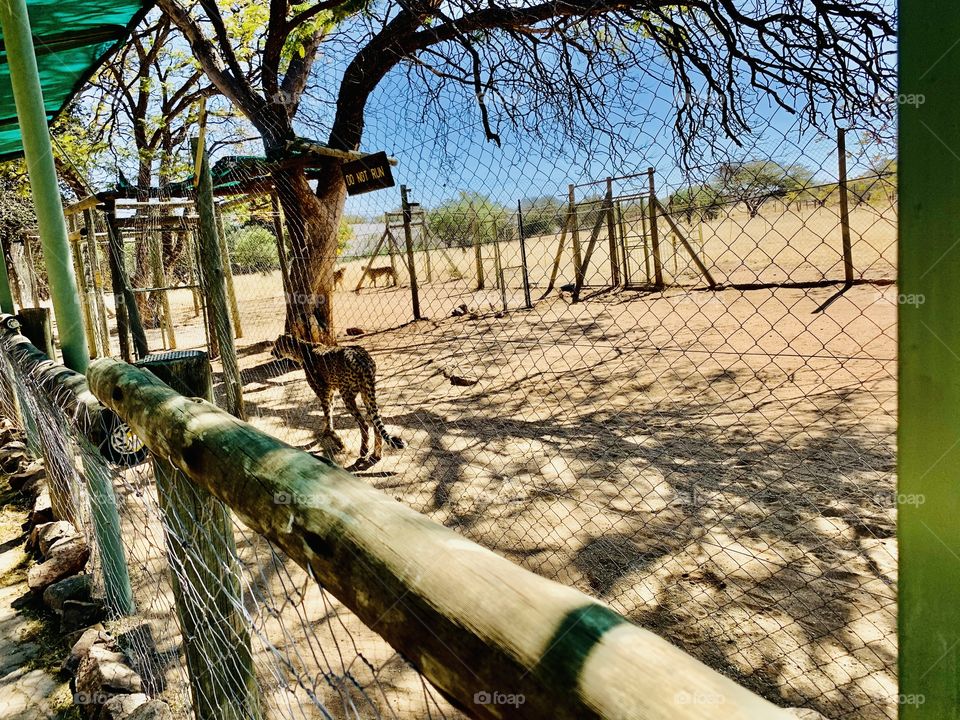 Domesticated cheetahs waiting for their lunch in their cages at a conservancy 