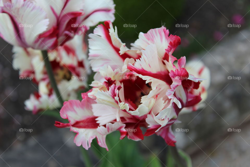 Red and white flower closeup