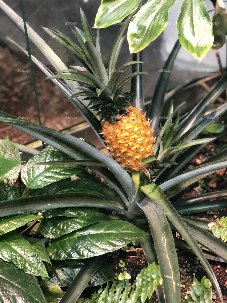 Pineapple 